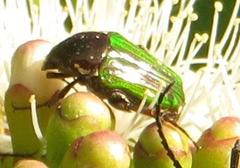 Leucocelis aeneicollis