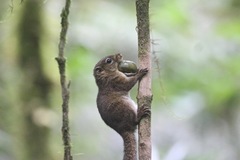 Sundasciurus robinsoni