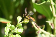 Sphaerophoria pyrrhina