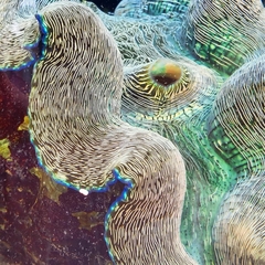 Tridacninae