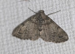 Syneora adelphodes