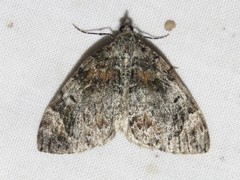 Dysstroma hersiliata