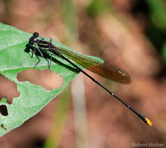 Allocnemis leucosticta