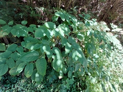 Aralia cordata