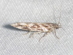 Aristotelia fungivorella