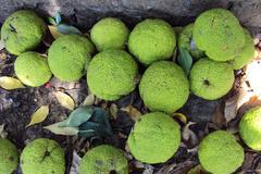 Maclura pomifera