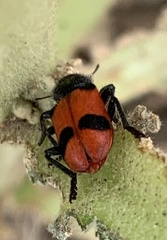Enoclerus spinolae