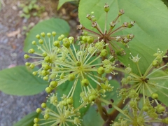 Aralia cordata