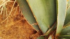 Ledebouria marginata