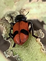 Enoclerus spinolae