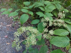 Aralia cordata