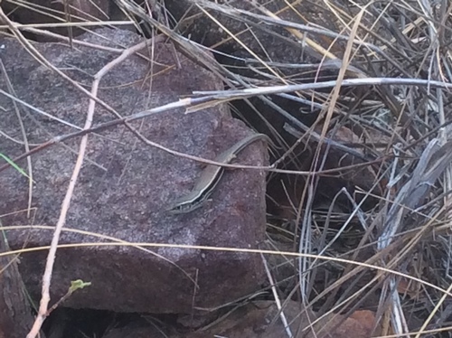 Ctenotus coggeri