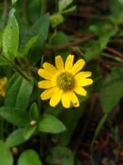 Melampodium montanum