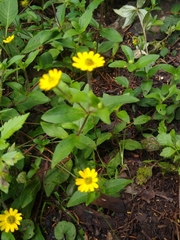 Melampodium montanum