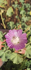 Malva lusitanica