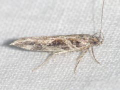 Aristotelia fungivorella