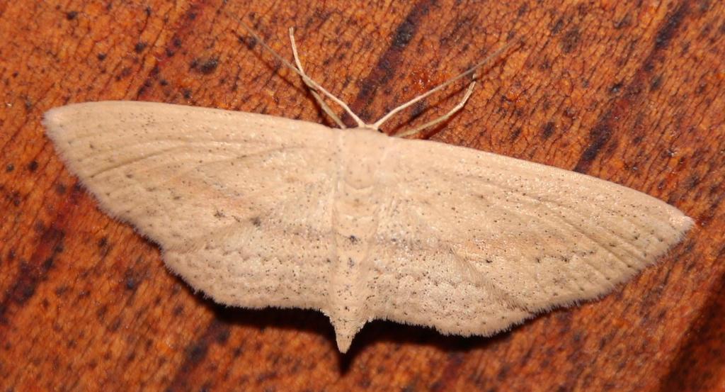 Scopula donovani
