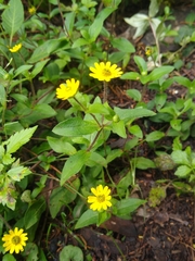 Melampodium montanum