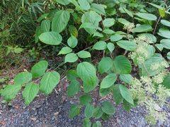 Aralia cordata