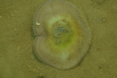 Pleuractis paumotensis