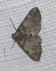 Syneora adelphodes