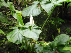 Xanthosoma pringlei