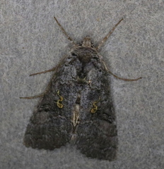 Syngrapha viridisigma