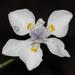 Small Fortnight Lily - Photo (c) riana60, some rights reserved (CC BY-NC), uploaded by riana60