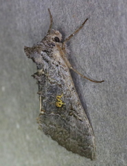 Syngrapha viridisigma