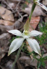 Caladenia marginata