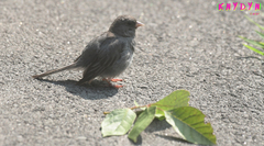 Junco hyemalis carolinensis