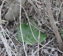 Holothrix grandiflora