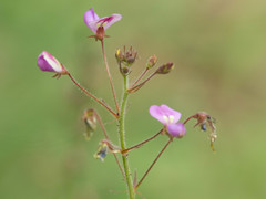 Desmodium rosei