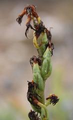 Holothrix grandiflora