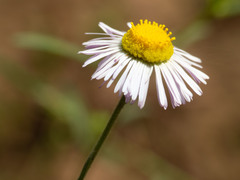 Erigeron flagellaris