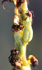 Holothrix grandiflora