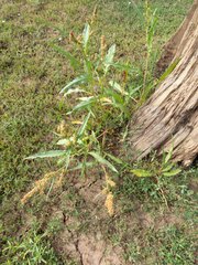 Rumex triangulivalvis