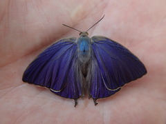 Arhopala
