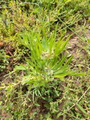 Gnaphalium exilifolium