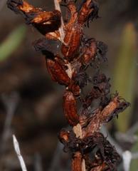 Holothrix grandiflora