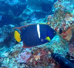 Holacanthus passer