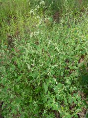 Chenopodium fremontii