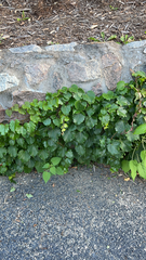 Parthenocissus tricuspidata