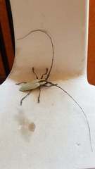 Deliathis imperatrix