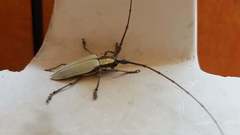 Deliathis imperatrix