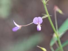 Desmodium rosei