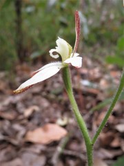 Caladenia marginata