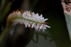 Dendrochilum