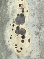 Alternaria cucumerina