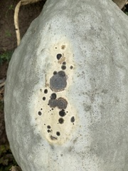 Alternaria cucumerina